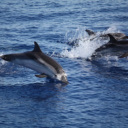 px Delfini tra panarea e stromboli 